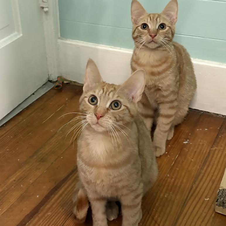 Enlarge Ginny & Ron, an adopted Domestic Short Hair in Buffalo, NY image 1/6