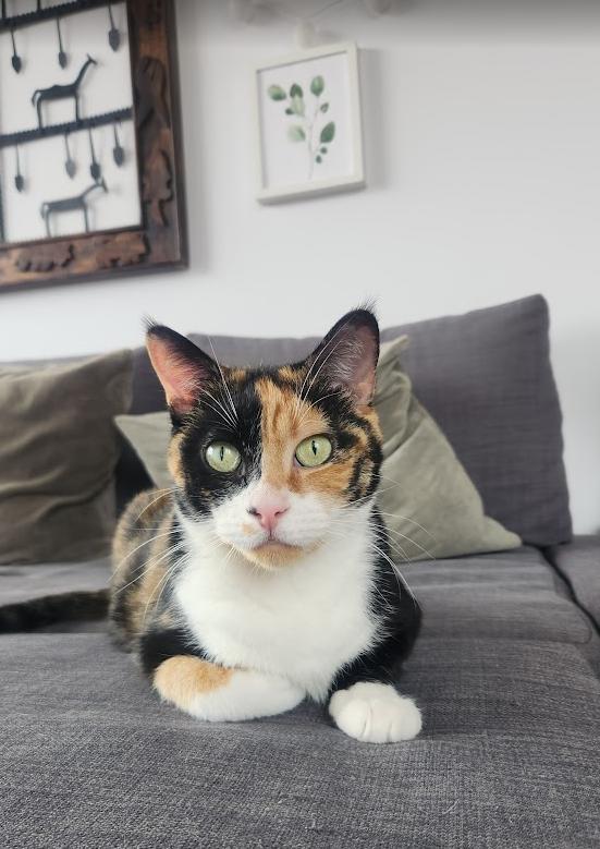 Josephine, Adoptable, Adult Female Calico.
