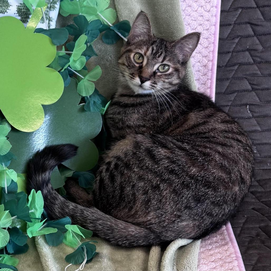 Dime, Adoptable, Young Female Domestic Short Hair.