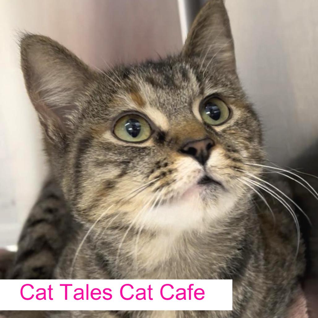 Enlarge Dime, a Adoptable Domestic Short Hair in Chapel Hill, NC image 3/3