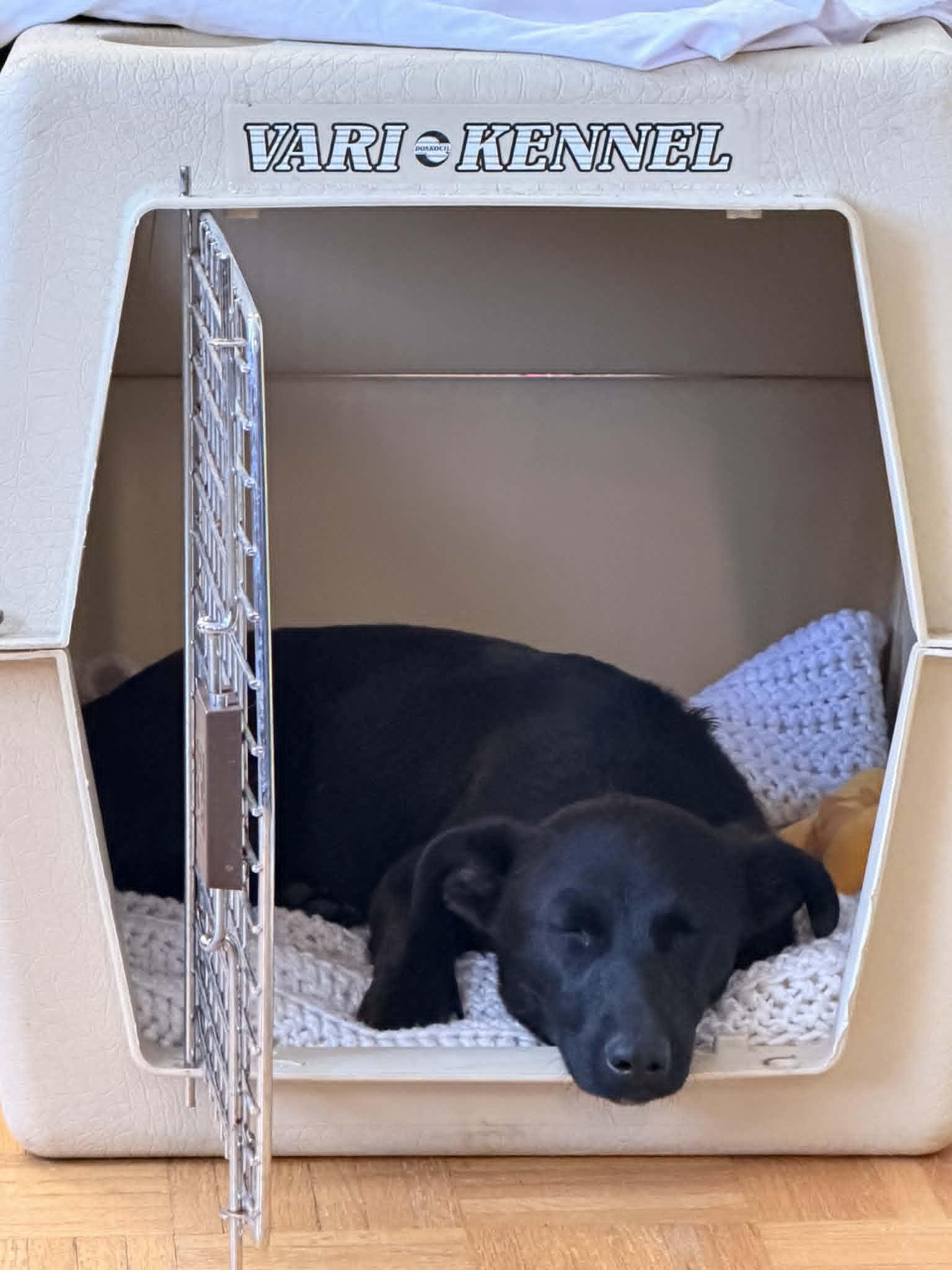 Enlarge Ayo, a ADOPTABLE mixed breed in Toronto, ON image 2/5