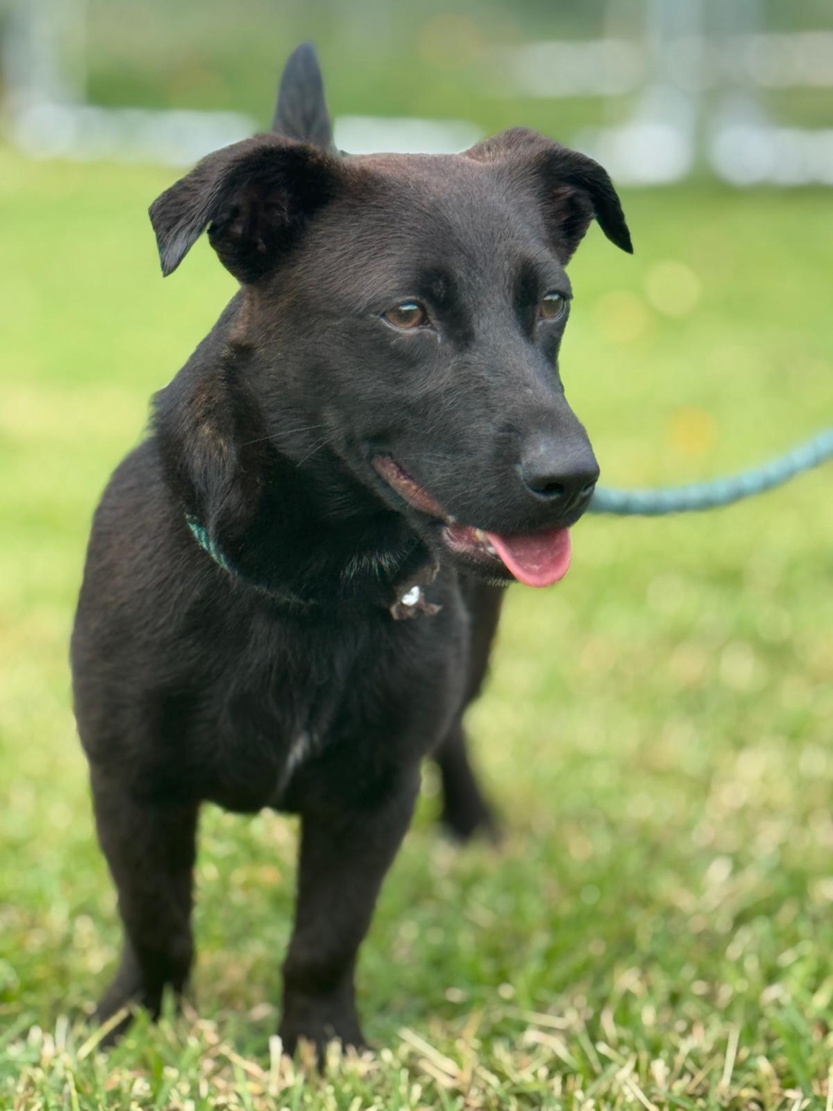 Ayo, ADOPTABLE, Young Female Terrier.