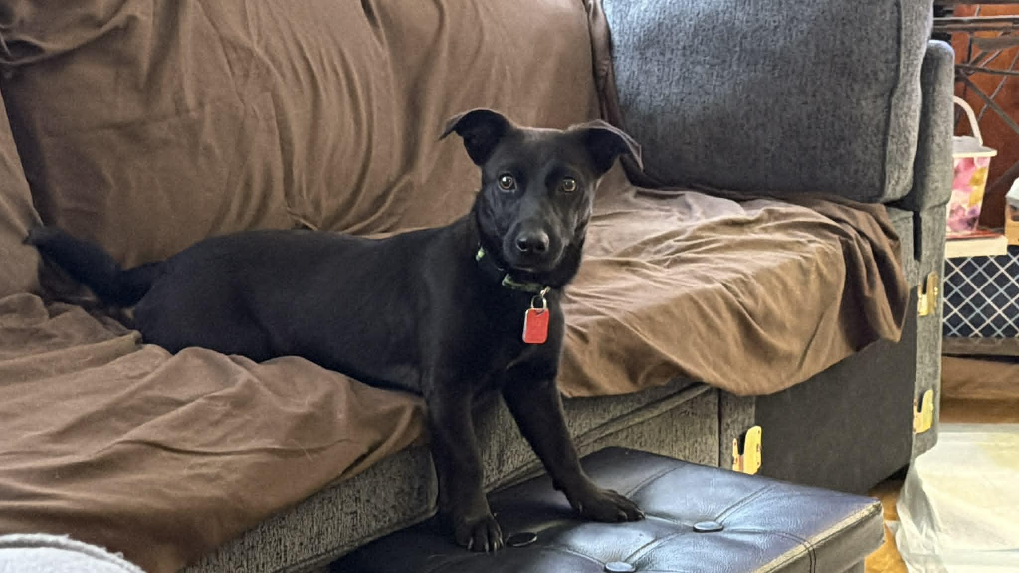 Enlarge Ayo, a ADOPTABLE mixed breed in Toronto, ON image 3/5