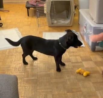 Enlarge Ayo, a ADOPTABLE mixed breed in Toronto, ON image 5/5