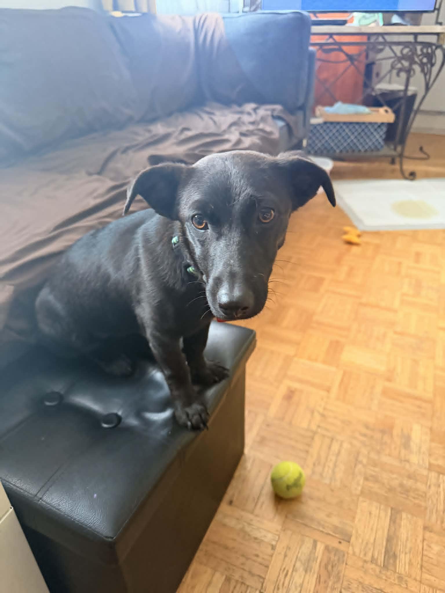 Enlarge Ayo, a ADOPTABLE mixed breed in Toronto, ON image 4/5