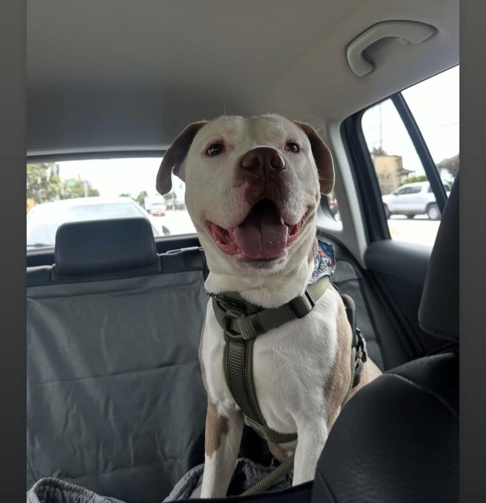 Mr. Lahey, Adoptable, Adult Male Pit Bull Terrier.