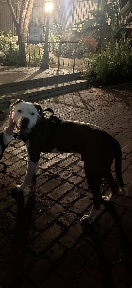 Enlarge Mr. Lahey, a Adoptable mixed breed in ventura, CA image 2/2