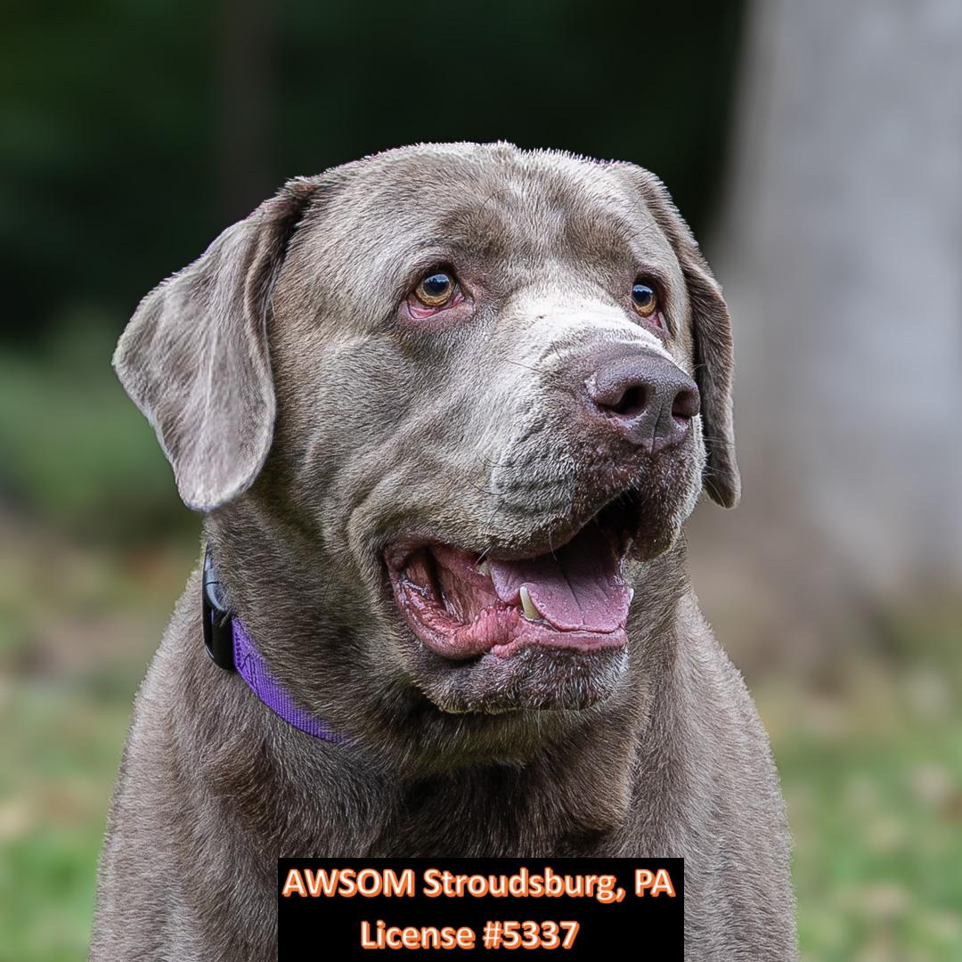 Enlarge Doc, a Adoptable mixed breed in Stroudsburg, PA image 2/3