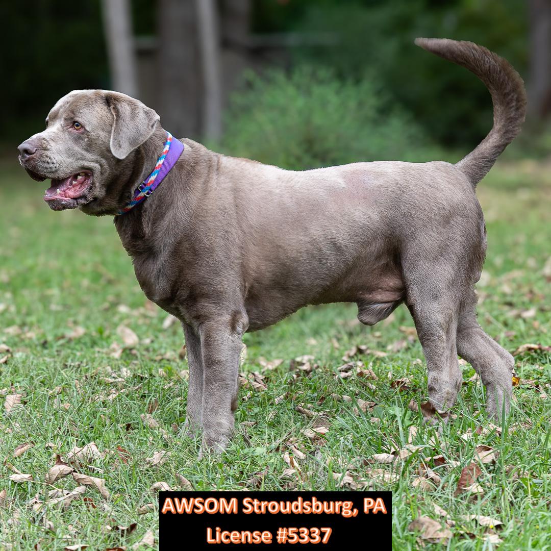Enlarge Doc, a Adoptable mixed breed in Stroudsburg, PA image 3/3