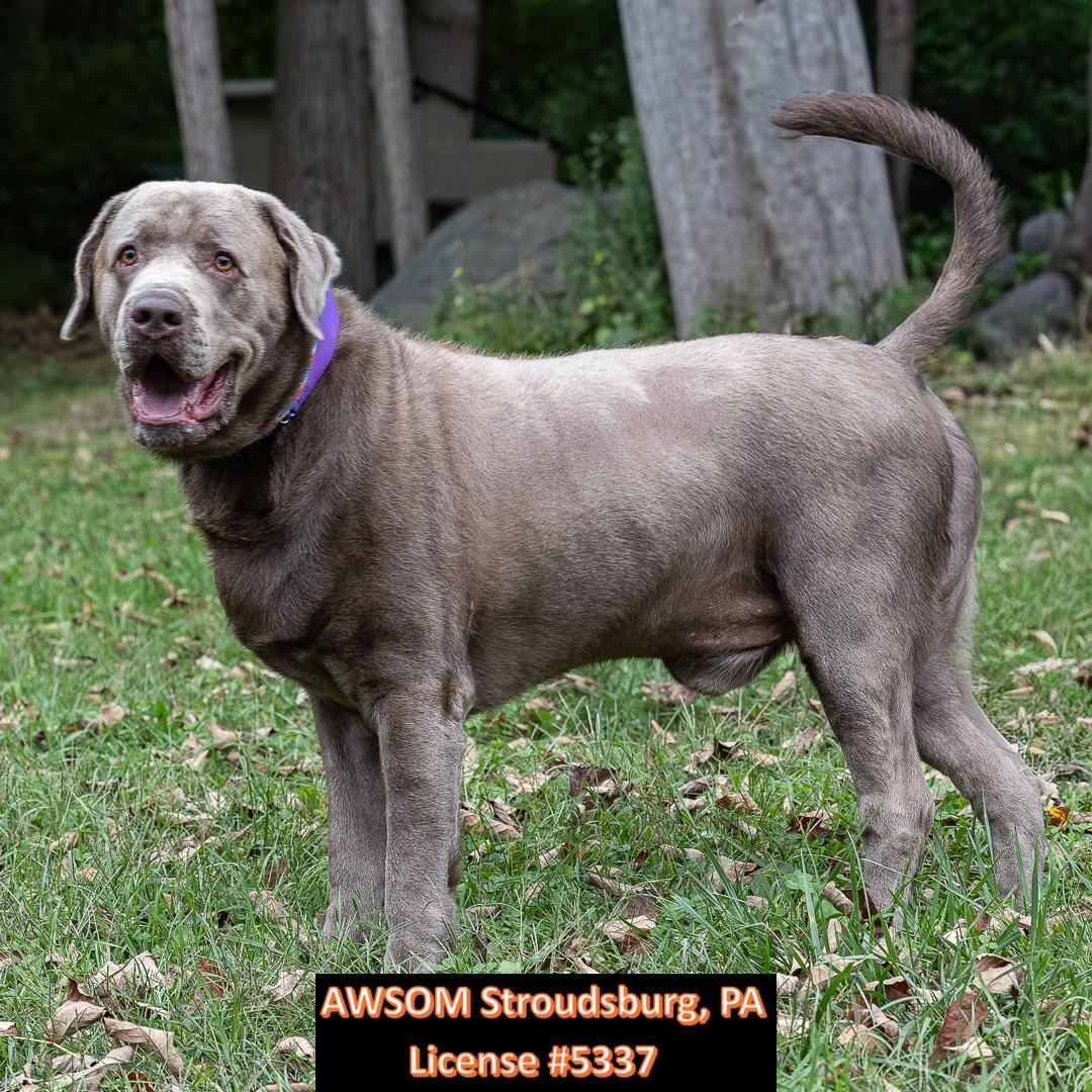 Enlarge Doc, a Adoptable mixed breed in Stroudsburg, PA image 1/3