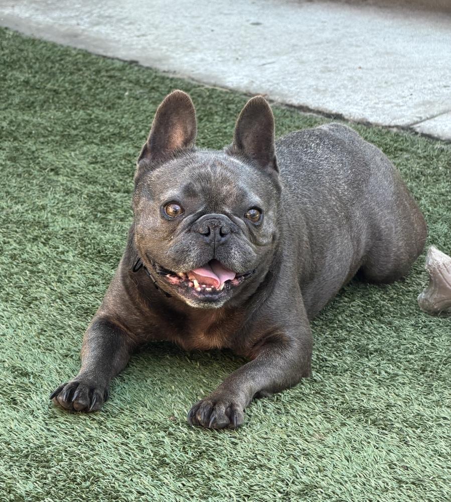 Steve, Adoptable, Adult Male French Bulldog.