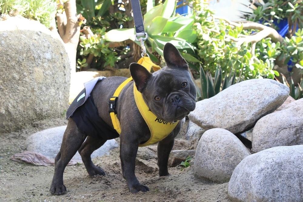 Enlarge Steve, a Adoptable French Bulldog in Canyon Country, CA image 2/3