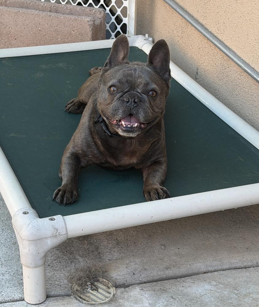 Enlarge Steve, a Adoptable French Bulldog in Canyon Country, CA image 3/3