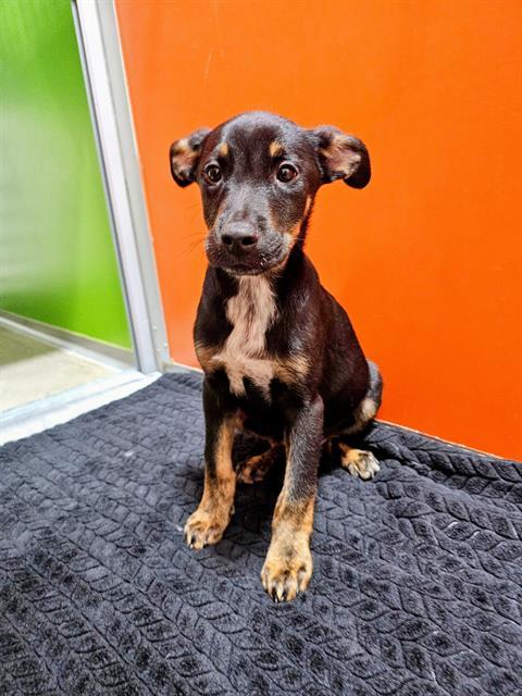 Enlarge NEWTON, a Adoptable mixed breed in Frisco, CO image 1/1