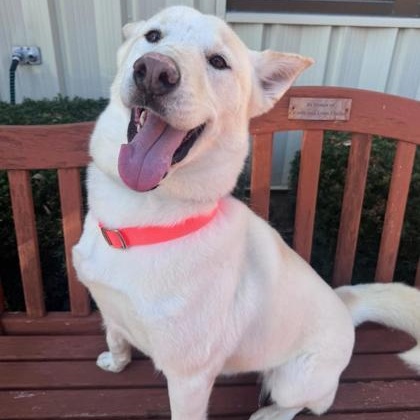 Enlarge Bear, an adopted mixed breed in Quincy, IL image 1/1