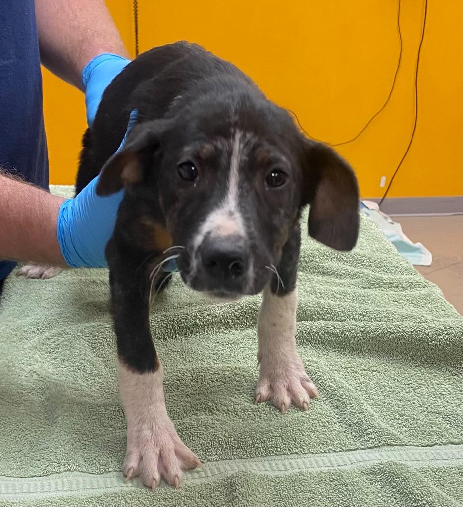 Truffle, Adoptable, Puppy Male Shepherd & Hound.