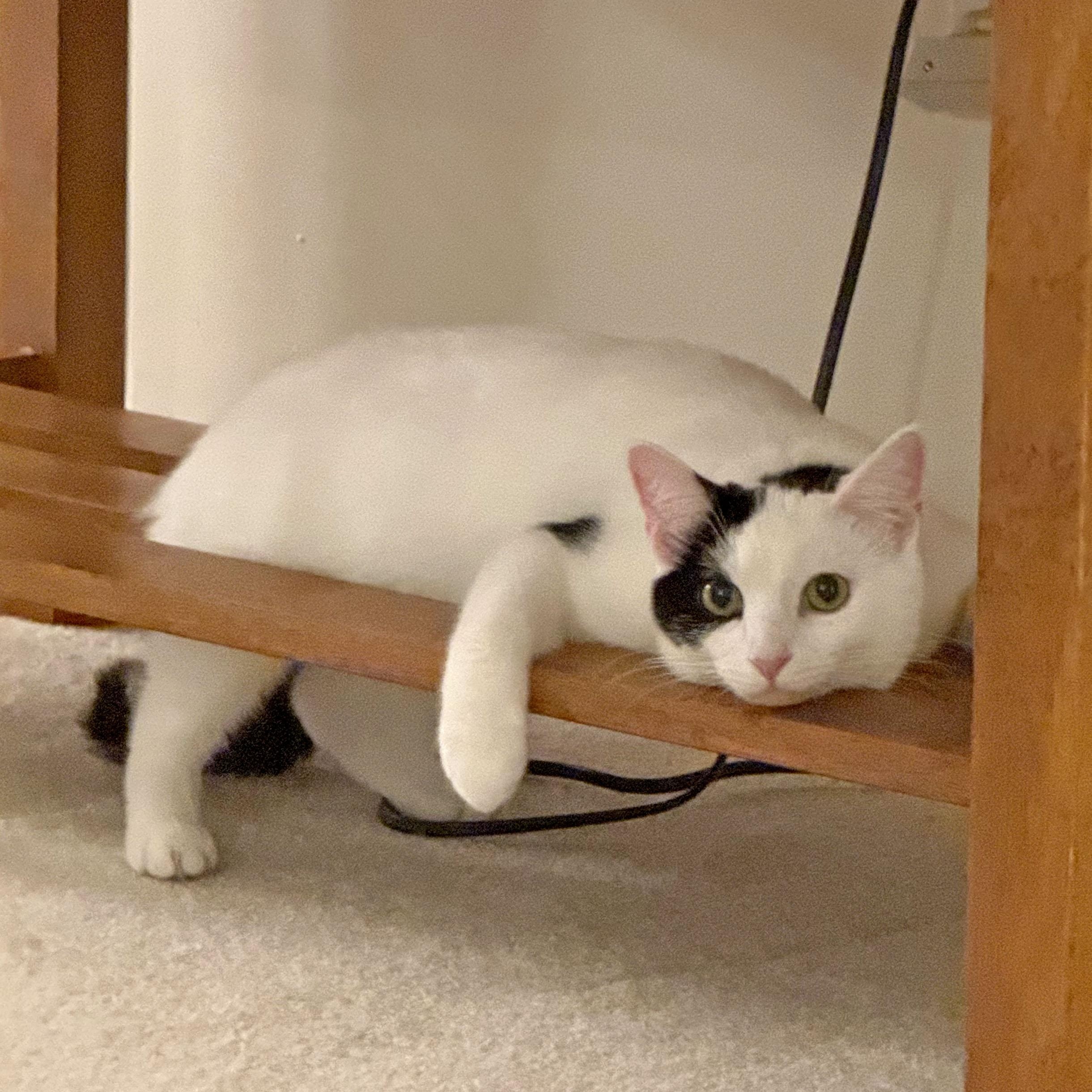 Enlarge Betsy and Ringo, a ADOPTABLE Tabby in Mauldin, SC image 6/6