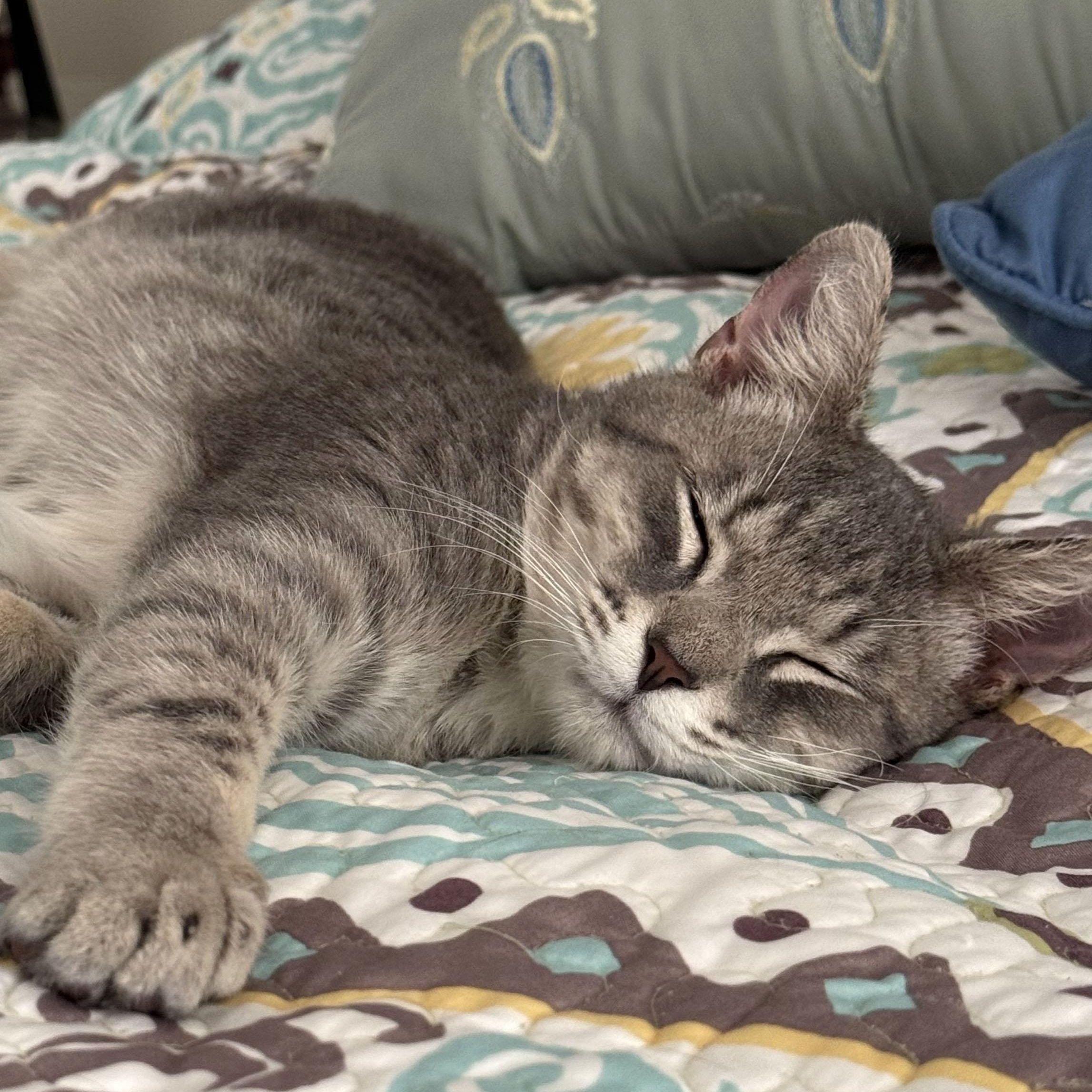 Enlarge Betsy and Ringo, a ADOPTABLE Tabby in Mauldin, SC image 3/6