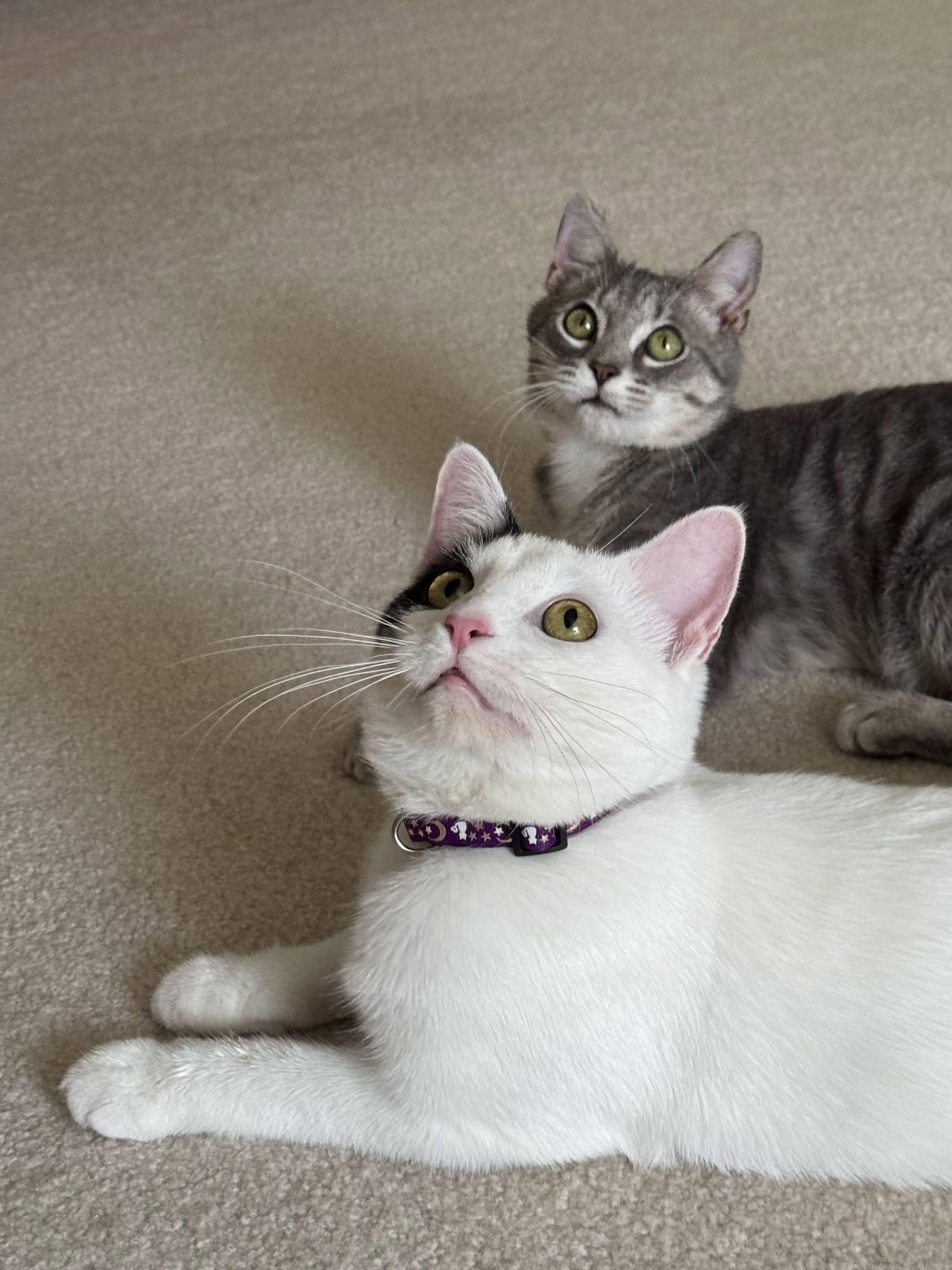 Enlarge Betsy and Ringo, a ADOPTABLE Tabby in Mauldin, SC image 1/6