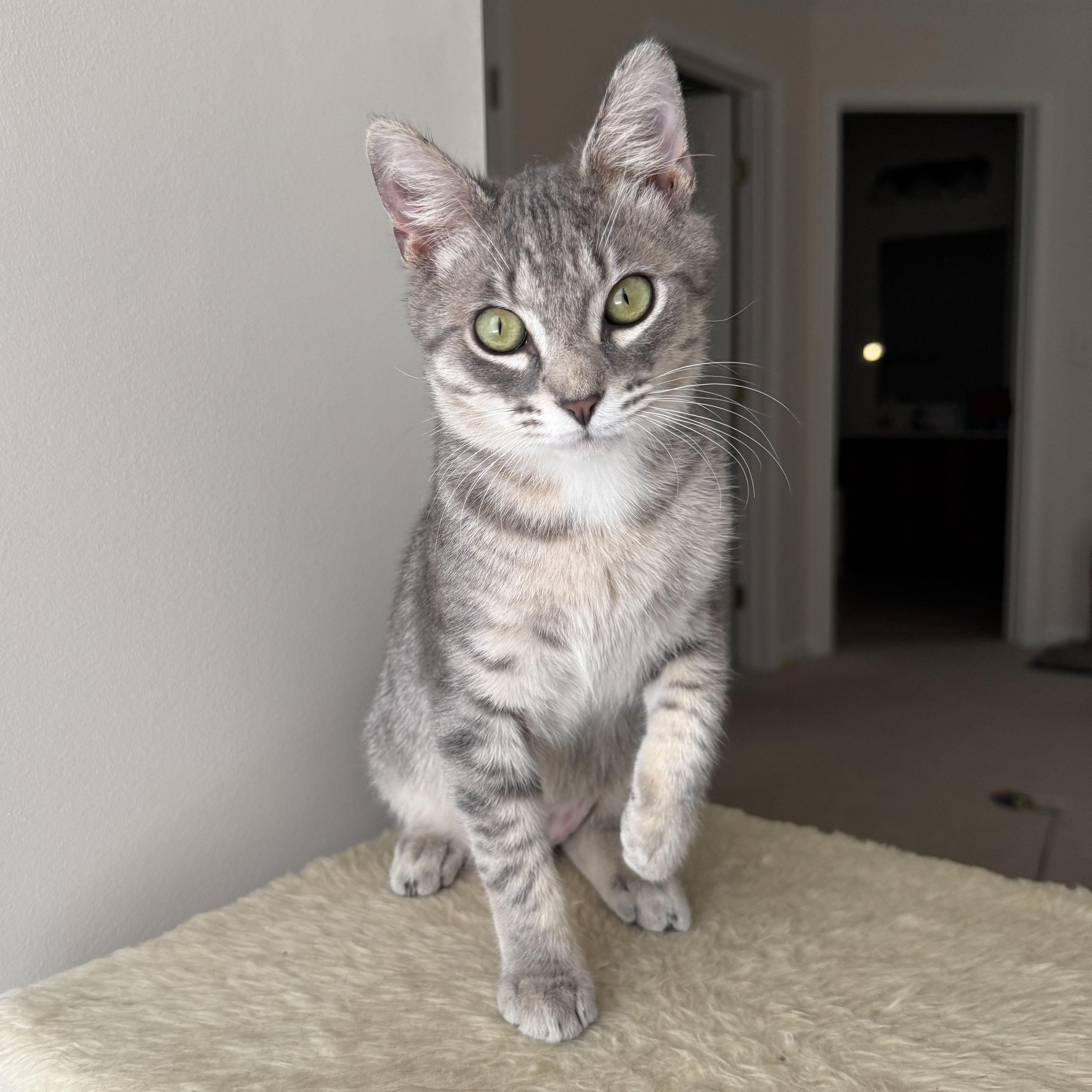 Enlarge Betsy and Ringo, a ADOPTABLE Tabby in Mauldin, SC image 5/6