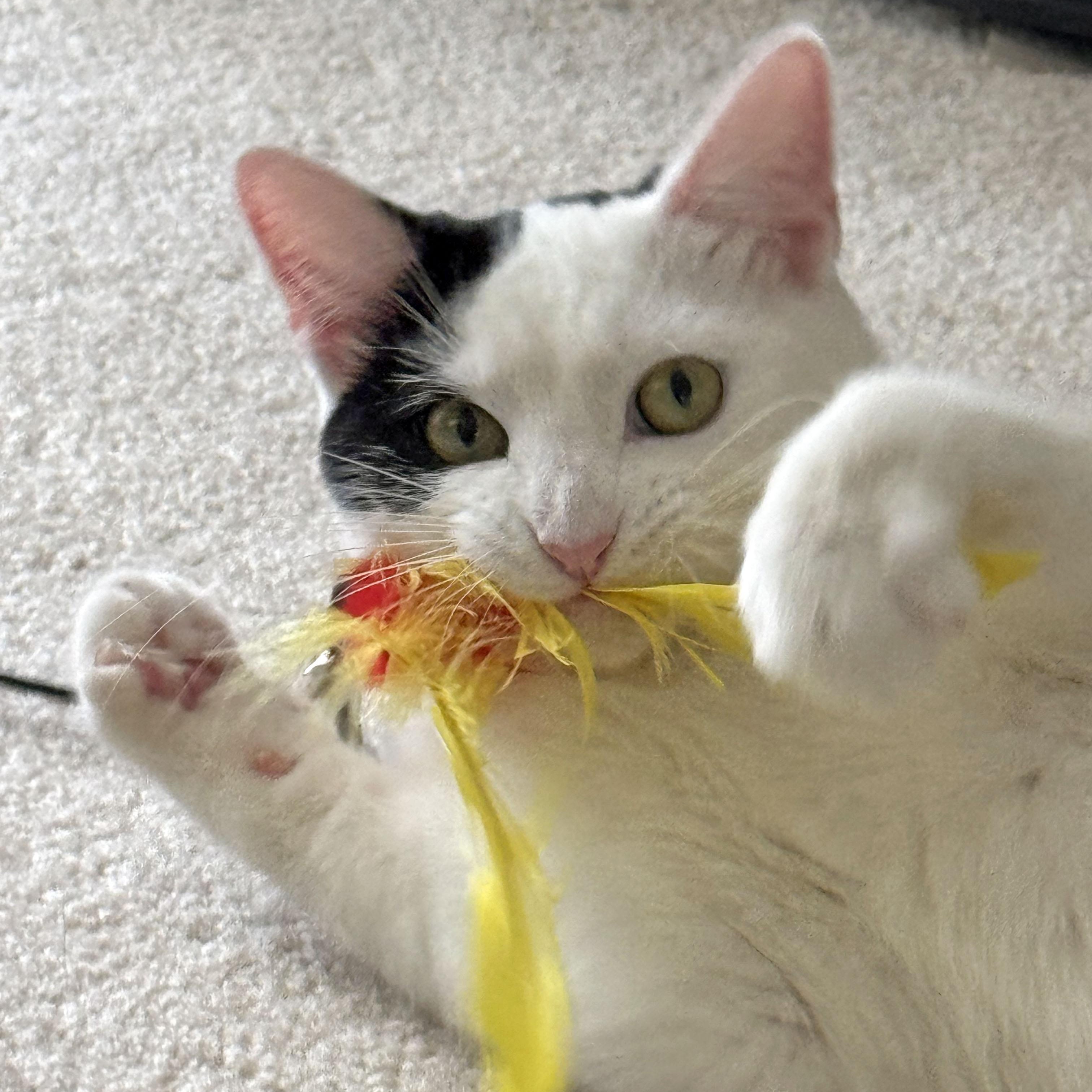 Enlarge Betsy and Ringo, a ADOPTABLE Tabby in Mauldin, SC image 4/6