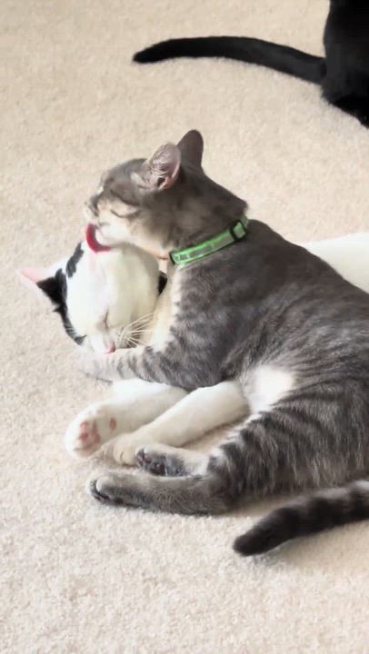 Enlarge Betsy and Ringo, a ADOPTABLE Tabby in Mauldin, SC video 6/6