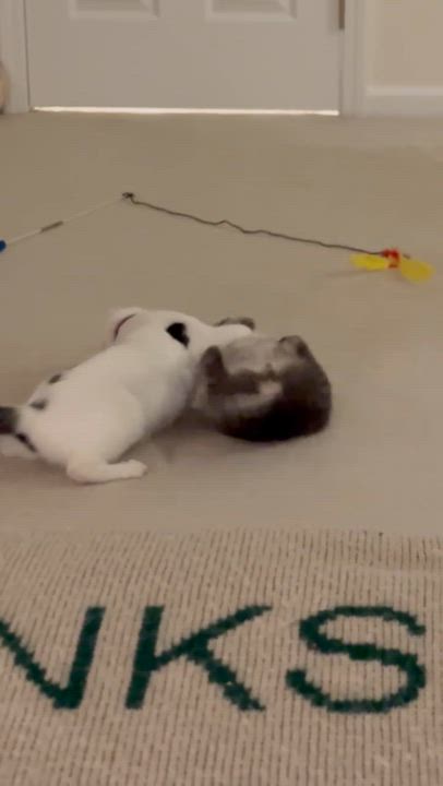 Enlarge Betsy and Ringo, a ADOPTABLE Tabby in Mauldin, SC video 2/6