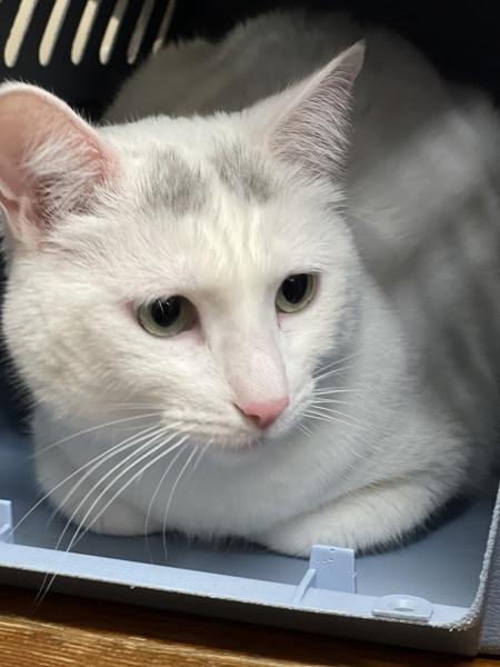 Enlarge Lillie, a Adoptable mixed breed in Novato, CA image 1/3