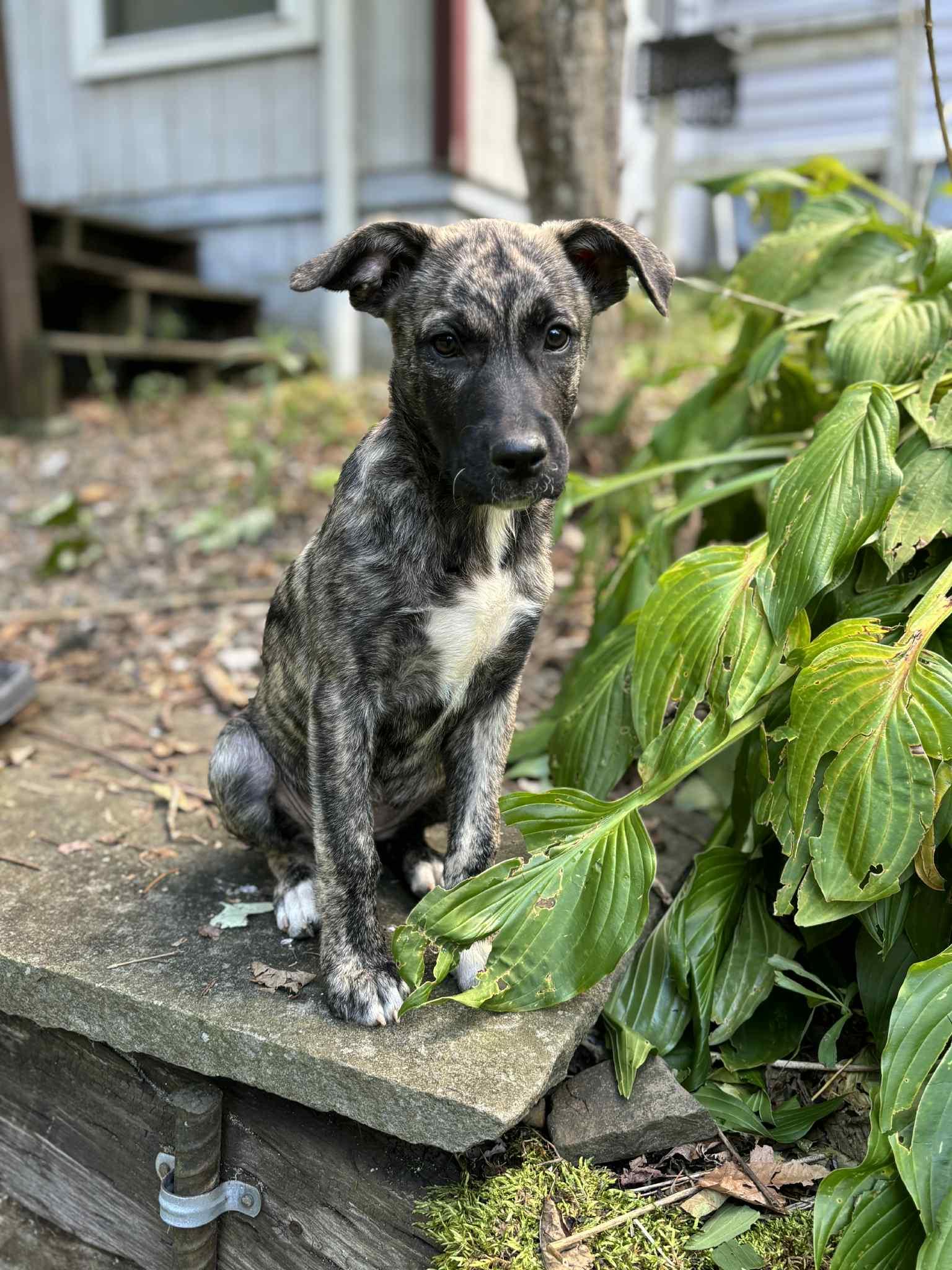 Laila