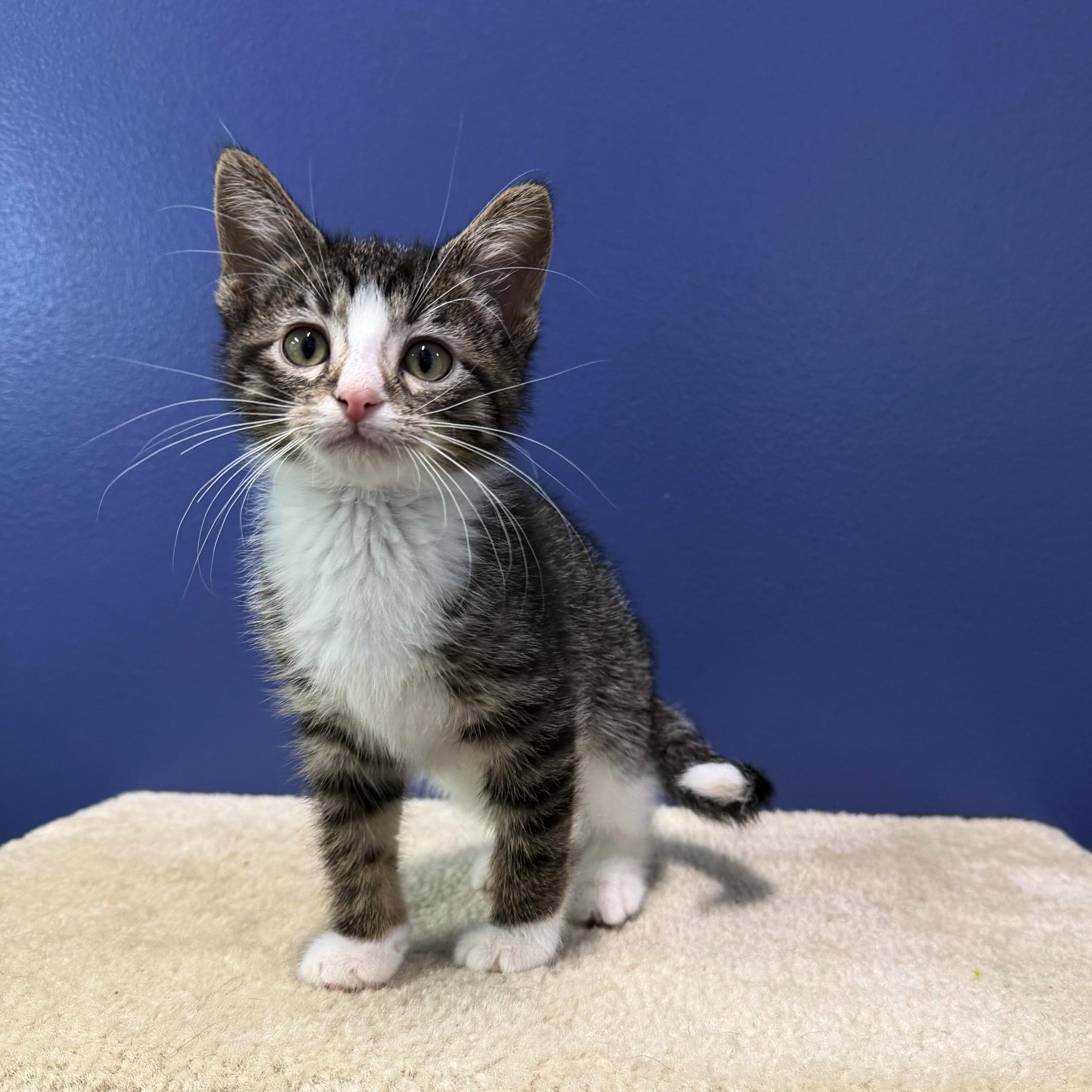 Reef, a Adoptable mixed breed in High Ridge, MO image 3/3