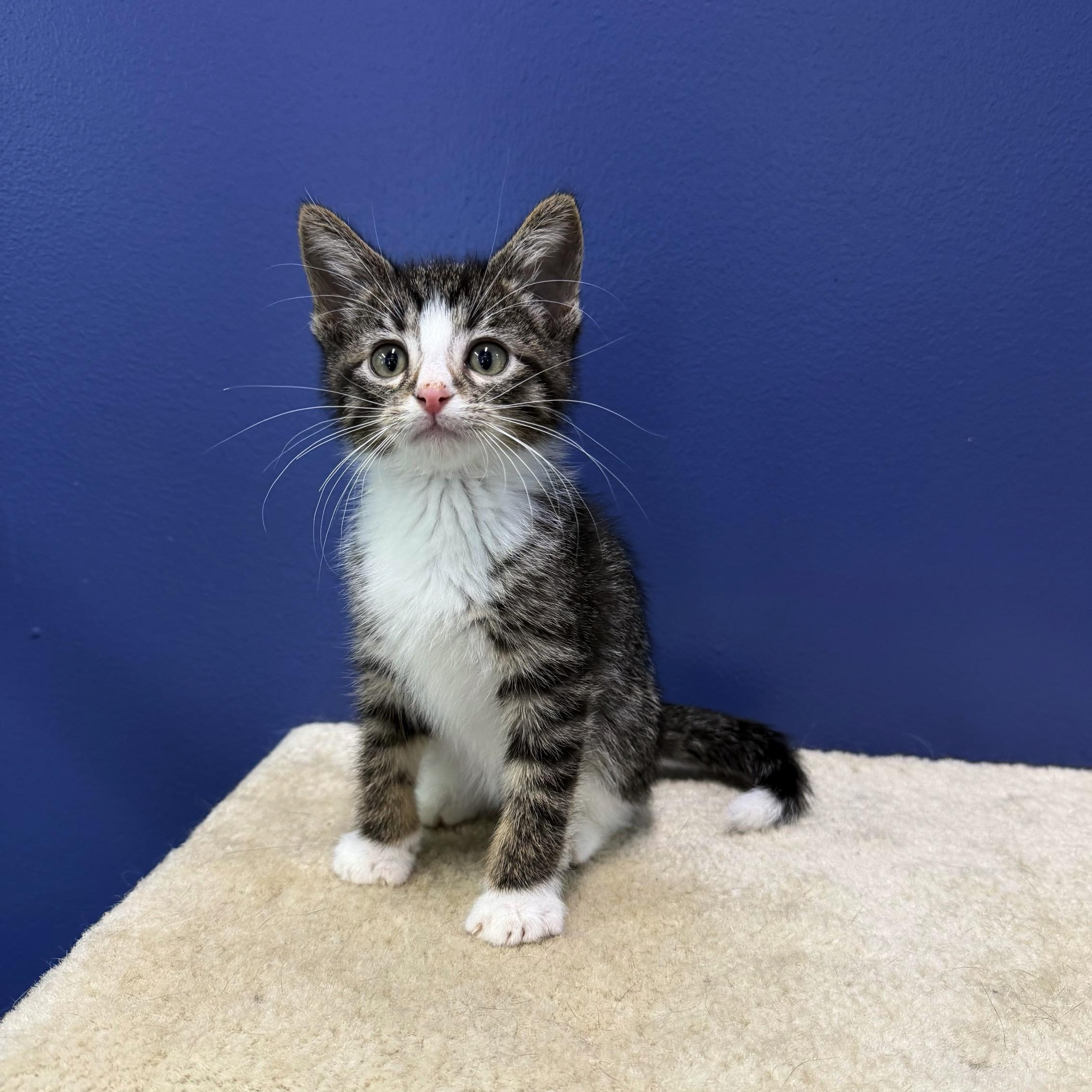 Reef, a Adoptable mixed breed in High Ridge, MO image 2/3
