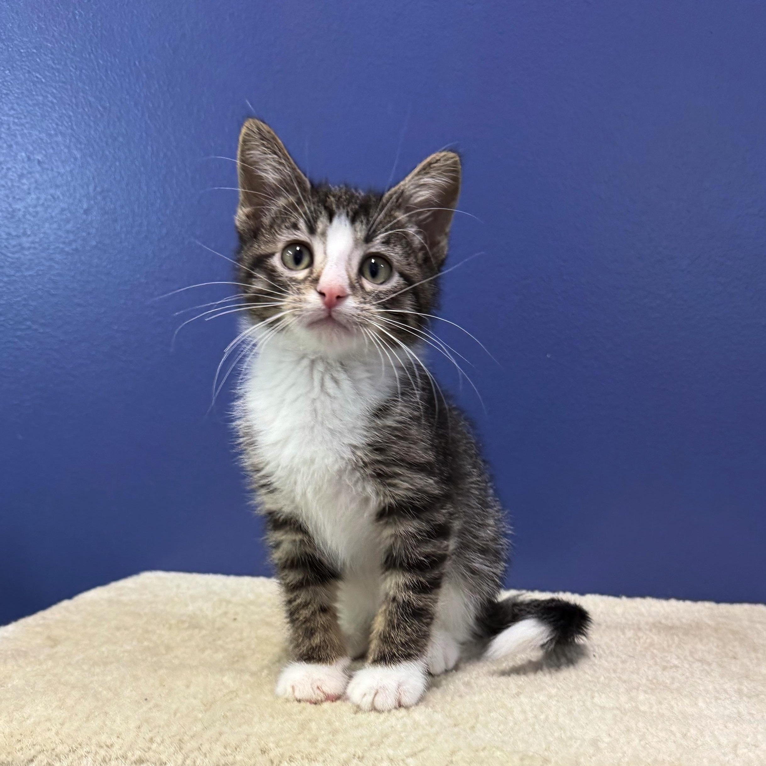 Reef, Adoptable, Kitten Male Tabby & Domestic Short Hair.