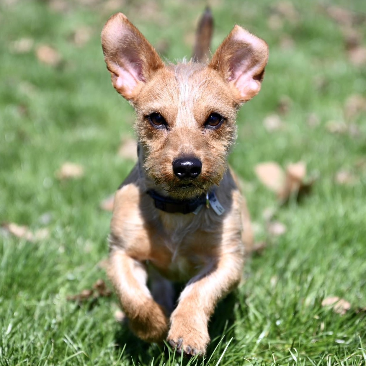 Enlarge Benny, an adopted mixed breed in Churchville, NY image 3/6