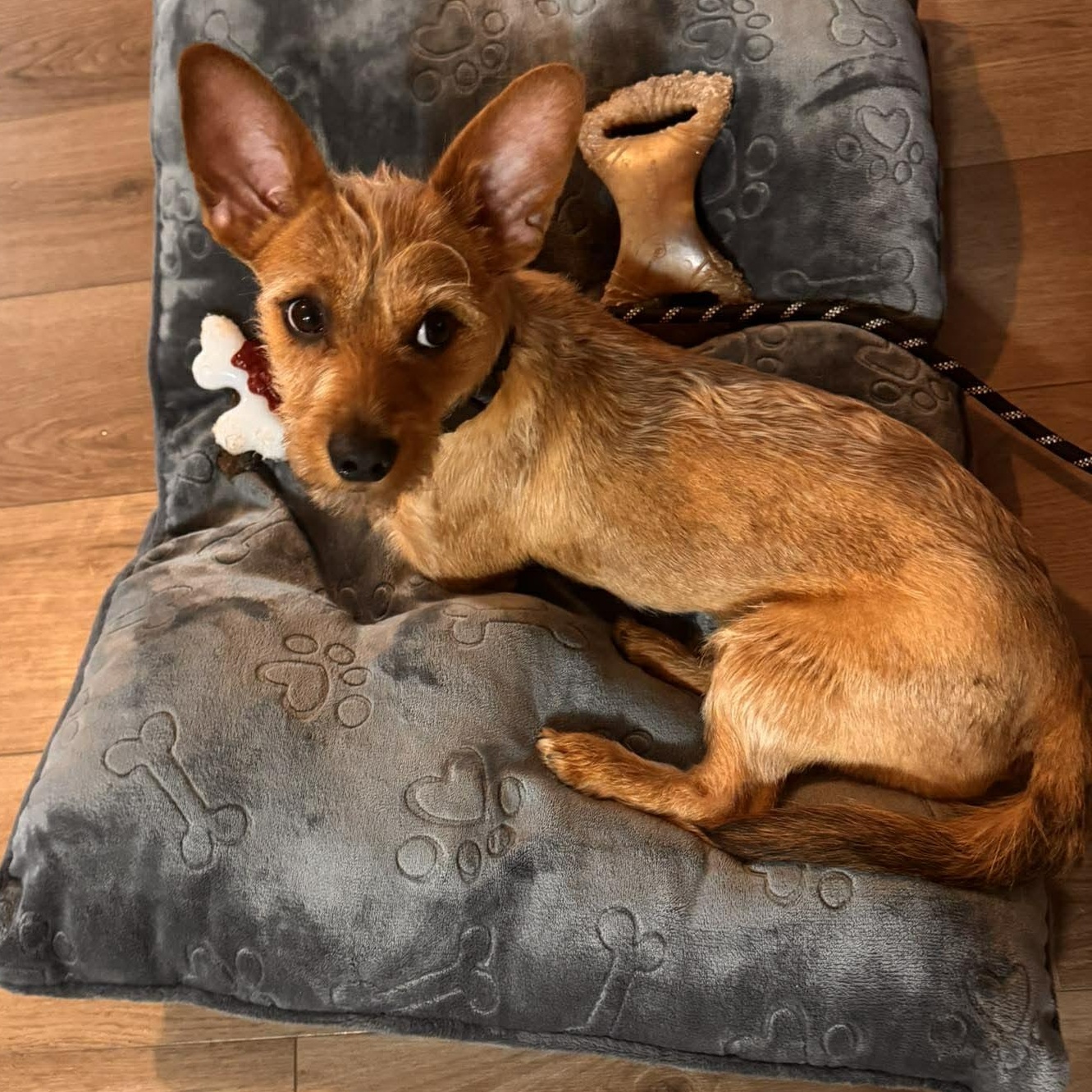 Enlarge Benny, an adopted mixed breed in Churchville, NY image 4/6