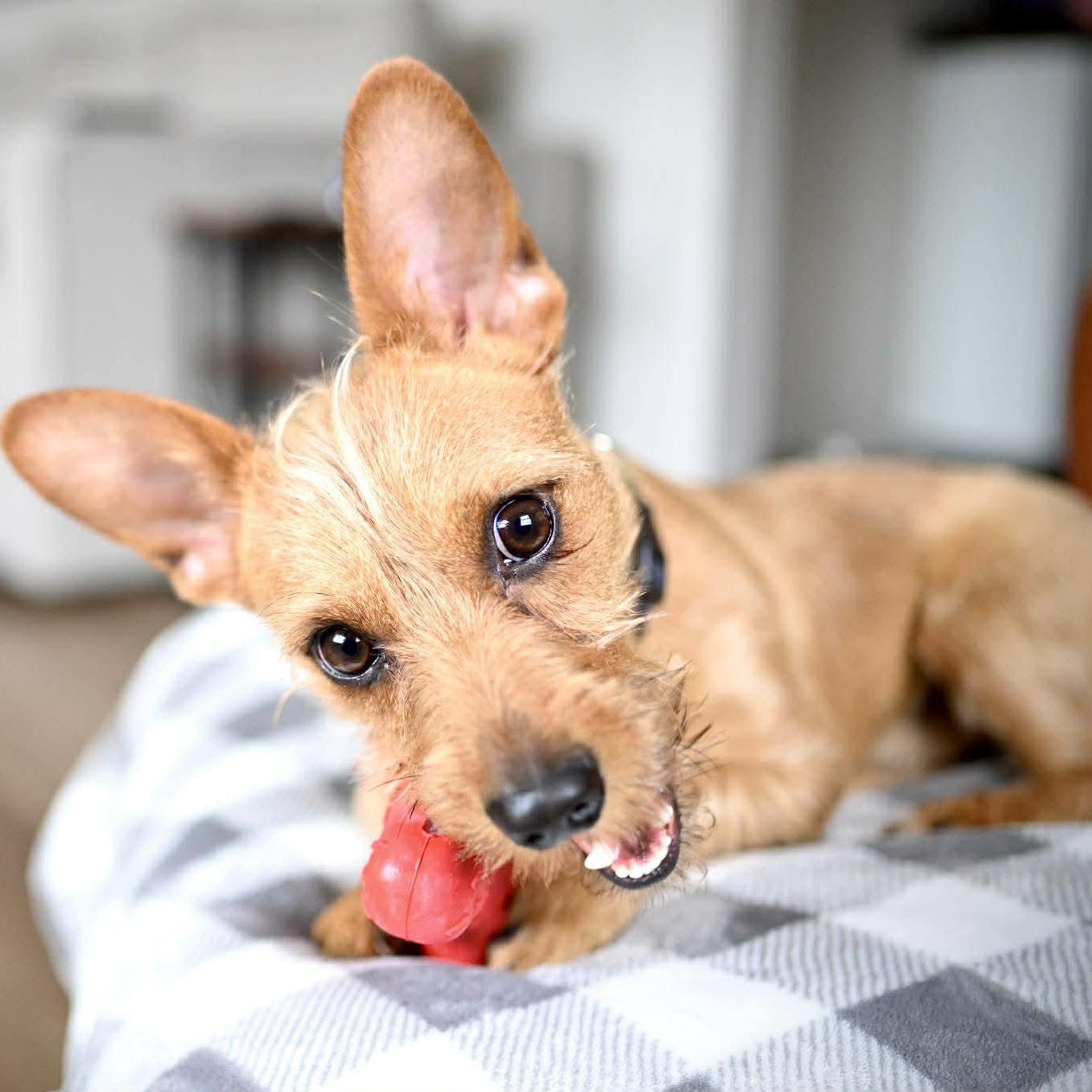 Enlarge Benny, an adopted mixed breed in Churchville, NY image 6/6