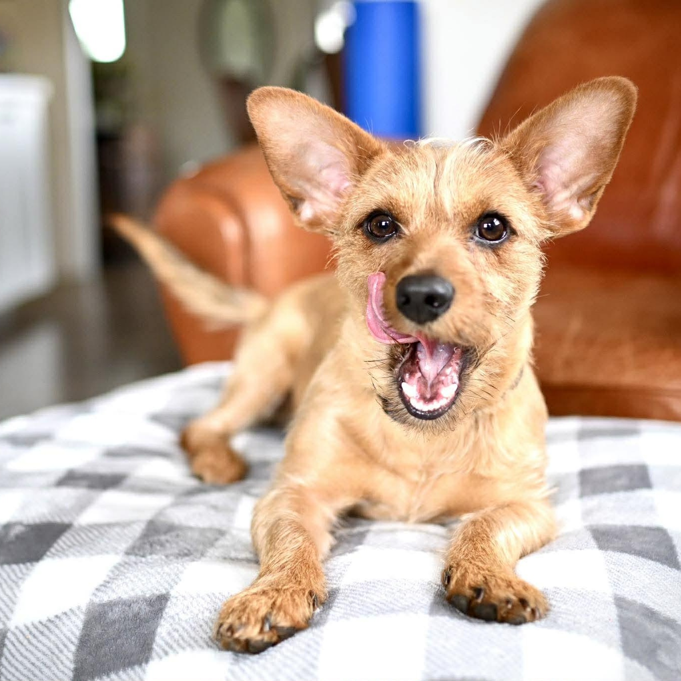 Enlarge Benny, an adopted mixed breed in Churchville, NY image 1/6