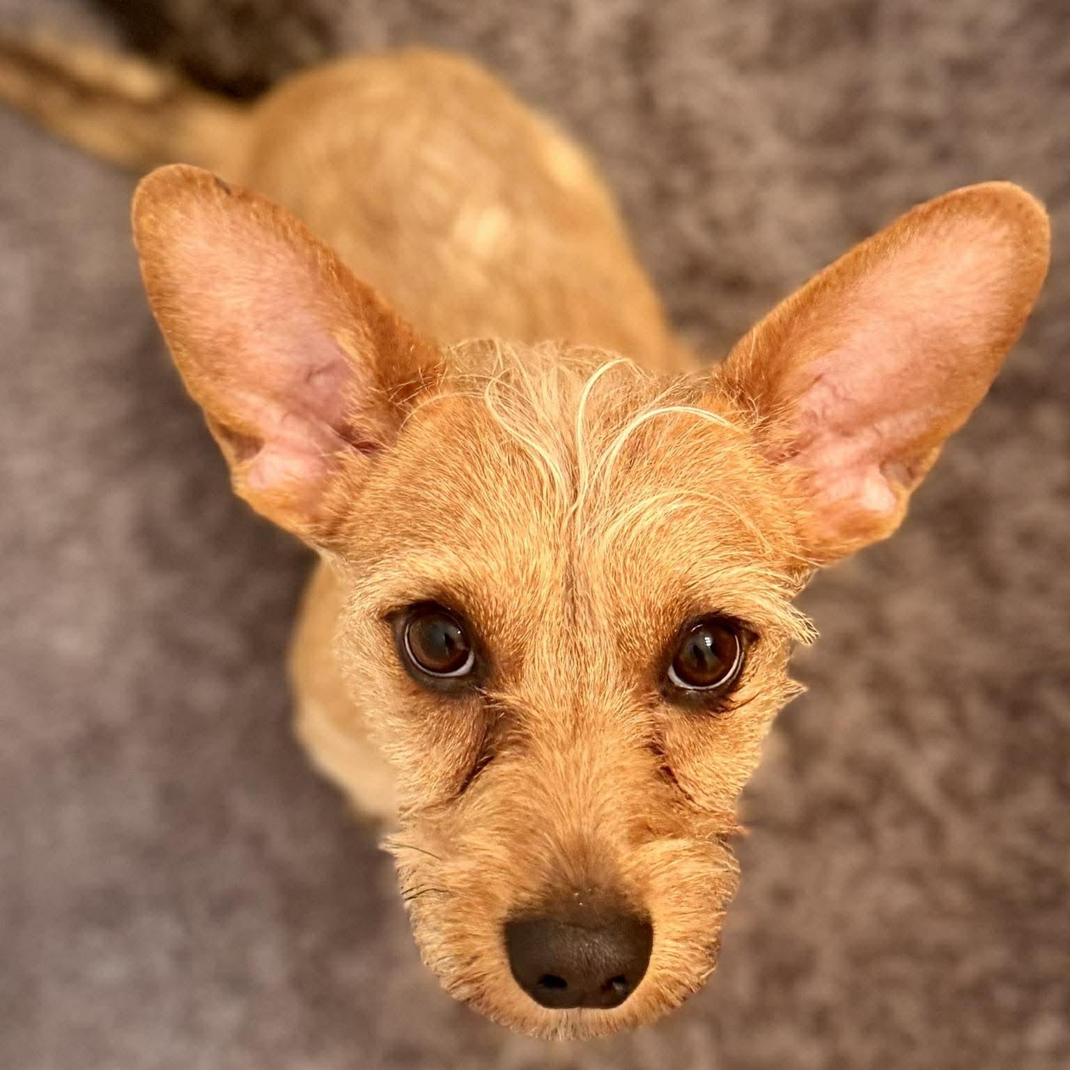 Enlarge Benny, an adopted mixed breed in Churchville, NY image 5/6