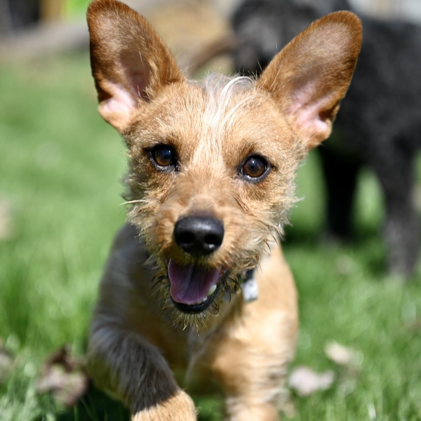 Enlarge Benny, an adopted mixed breed in Churchville, NY image 2/6