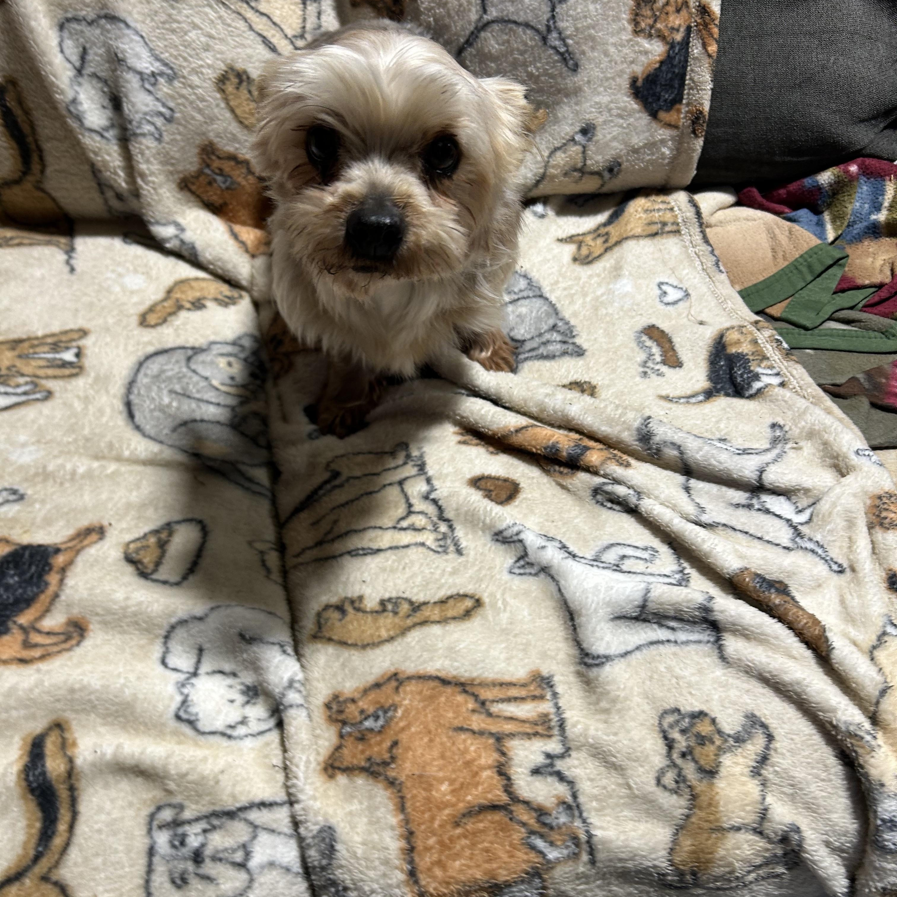 Enlarge Tracey.  Lapdog ! , a Adoptable Yorkshire Terrier in Maumee , OH image 4/5