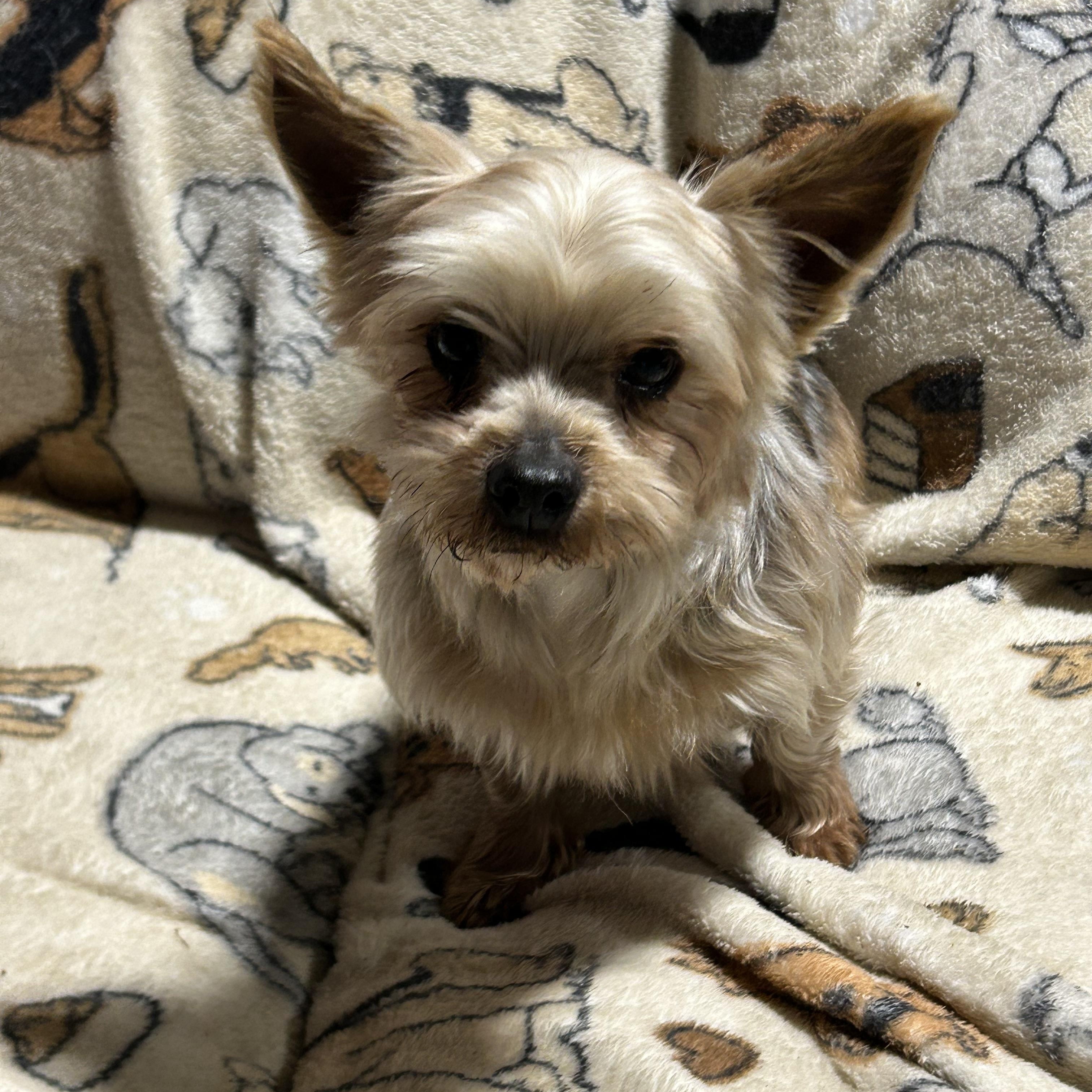 Enlarge Tracey.  Lapdog ! , a Adoptable Yorkshire Terrier in Maumee , OH image 2/5