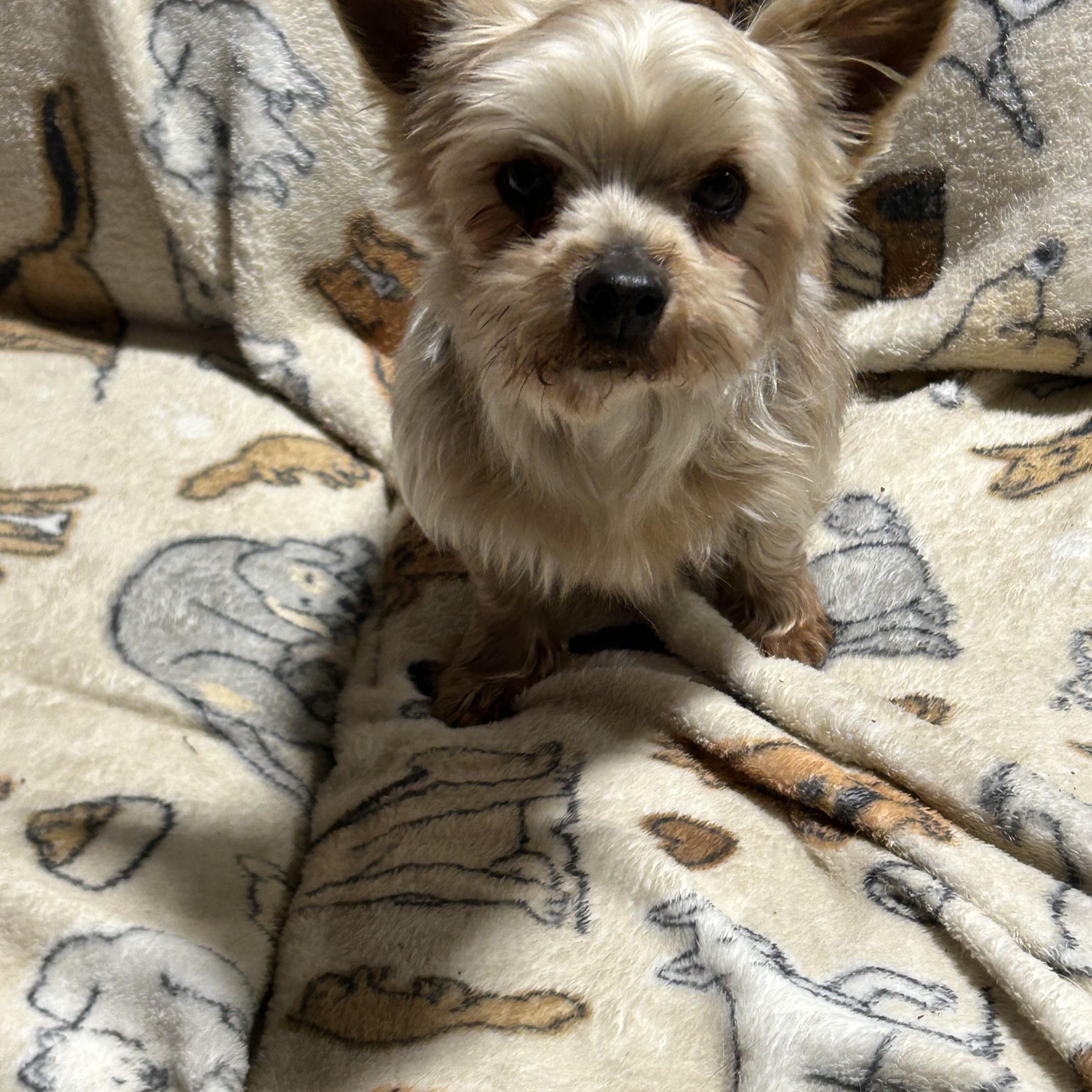 Tracey.  Lapdog ! , Adoptable, Adult Female Yorkshire Terrier.