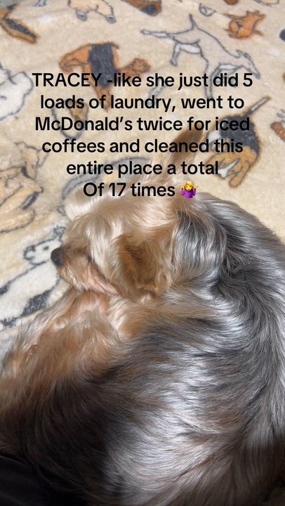 Enlarge Tracey.  Lapdog ! , a Adoptable Yorkshire Terrier in Maumee , OH video 5/5