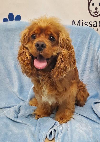 Henry (7026), Adopted, Adult Male Cocker Spaniel.