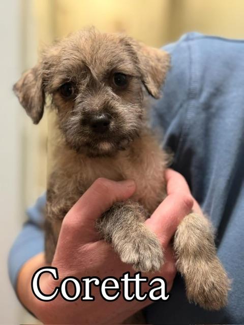 Coretta, an adopted mixed breed in benicia, CA image 1/4