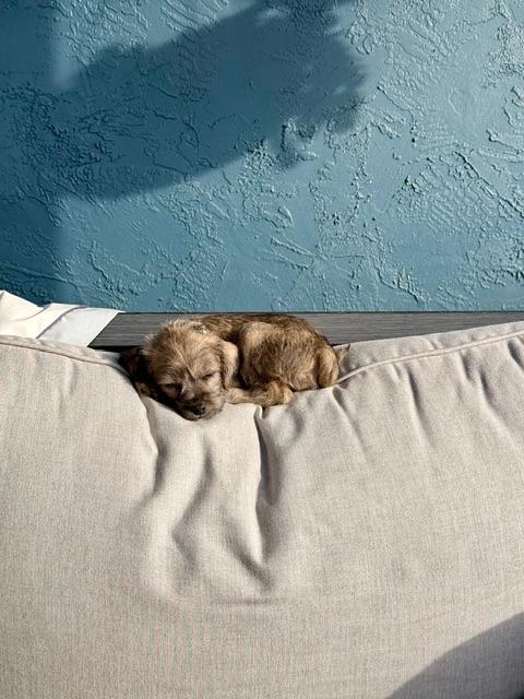 Coretta, an adopted mixed breed in benicia, CA image 4/4