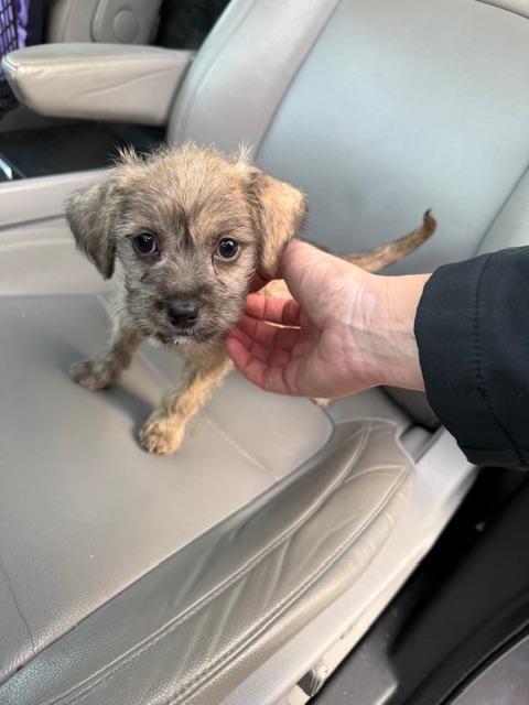 Coretta, an adopted mixed breed in benicia, CA image 2/4