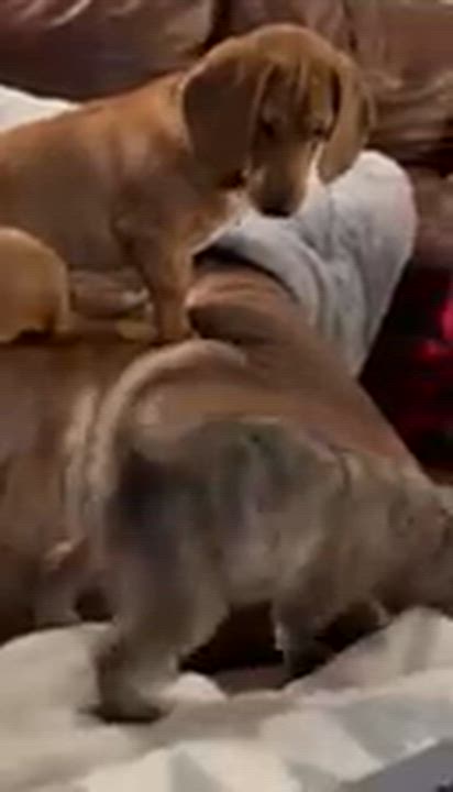 Enlarge Coretta, an adopted mixed breed in benicia, CA video 3/4