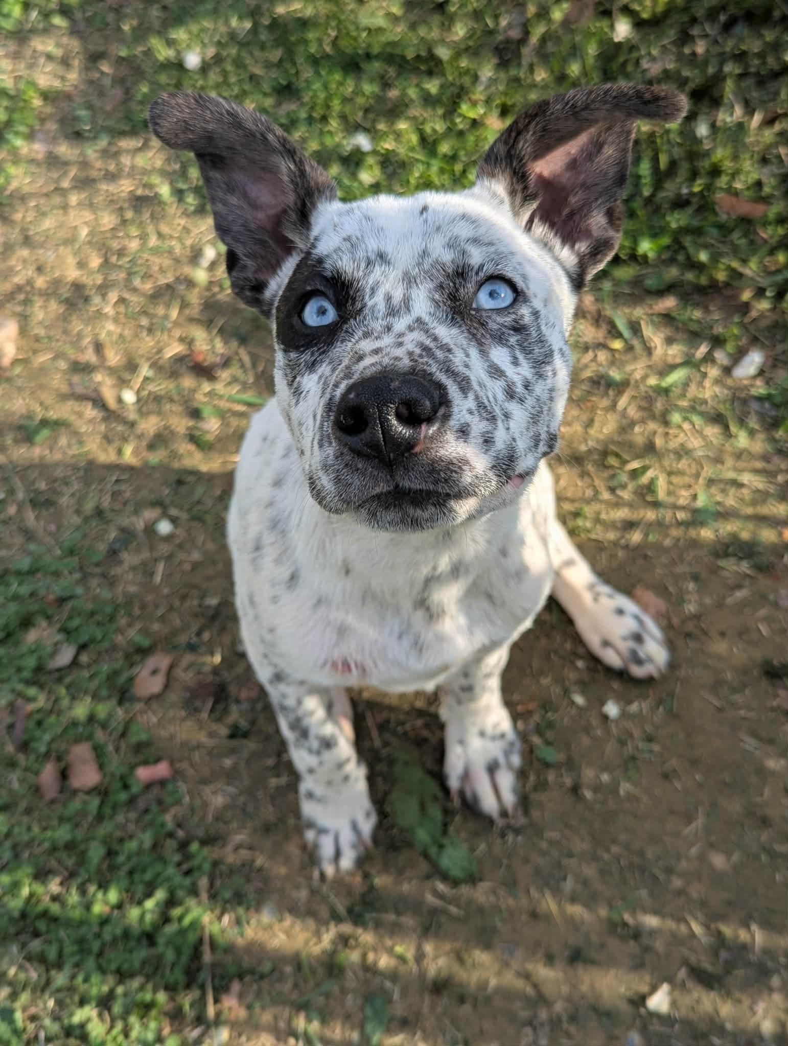 Enlarge Scooby, a Adoptable mixed breed in Parrish, FL image 1/6