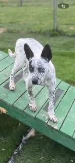 Enlarge Scooby, a Adoptable mixed breed in Parrish, FL image 2/6