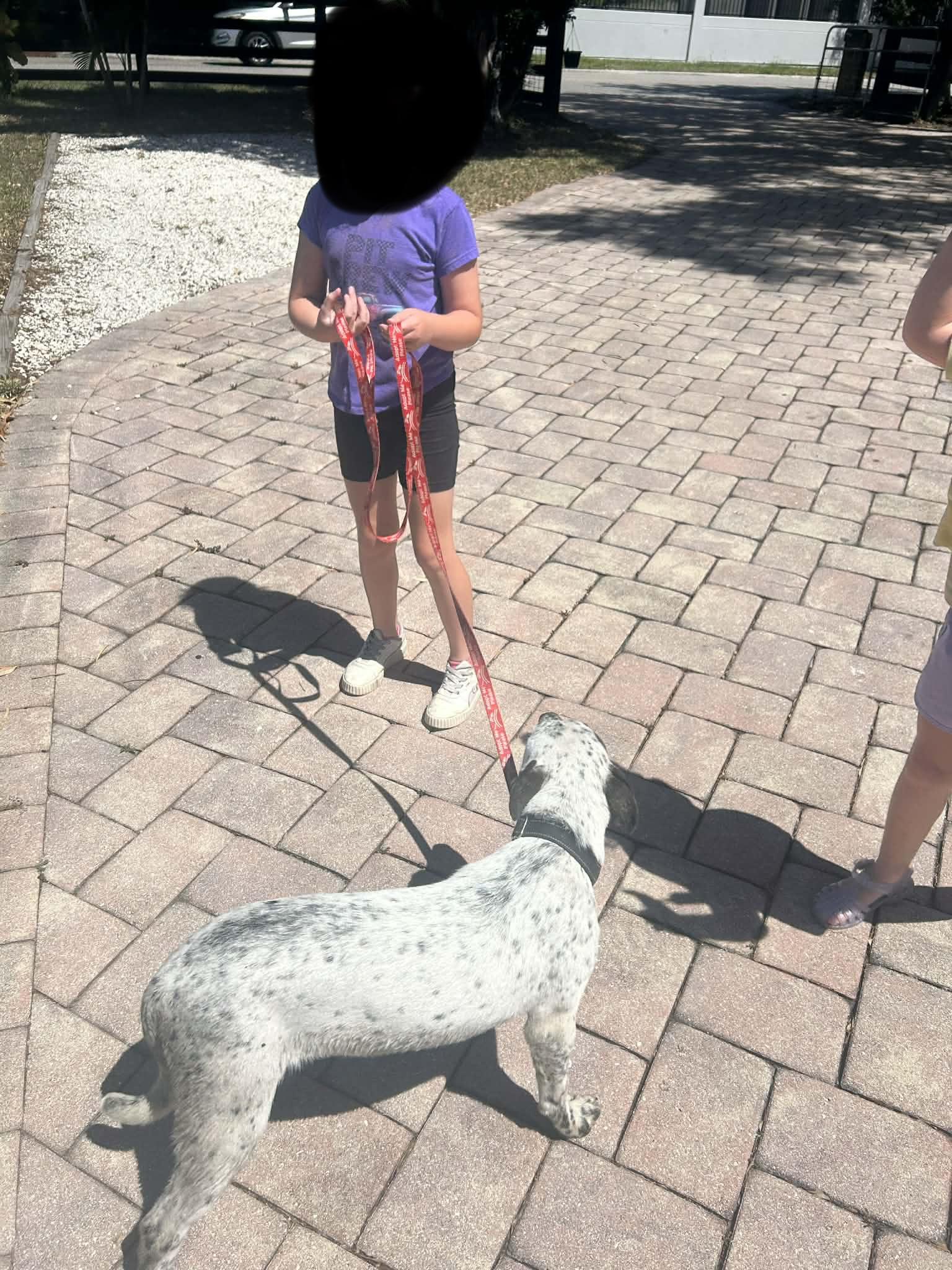 Enlarge Scooby, a Adoptable mixed breed in Parrish, FL image 3/6